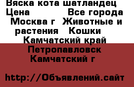 Вяска кота шатландец › Цена ­ 1 000 - Все города, Москва г. Животные и растения » Кошки   . Камчатский край,Петропавловск-Камчатский г.